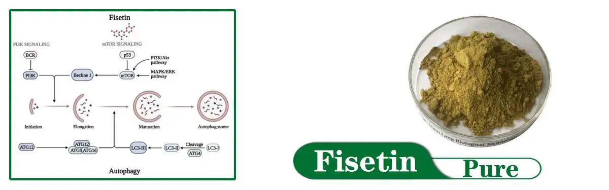Fisetin Supply.jpg